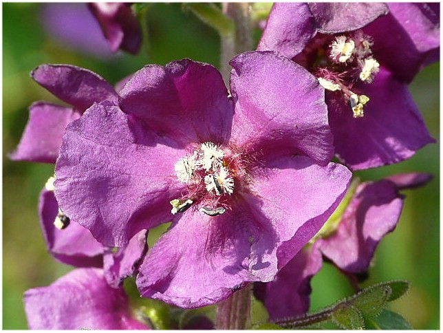 Verbascum phoeniceum / Verbasco porporino